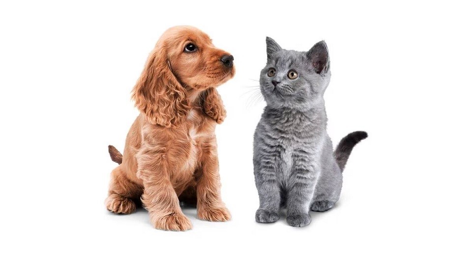 fondo gatito perrito